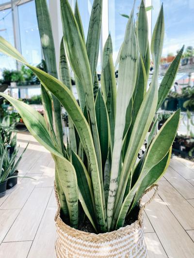Reems Creek Nursery, Inc. - Sansevieria Silver Laurentii 10"