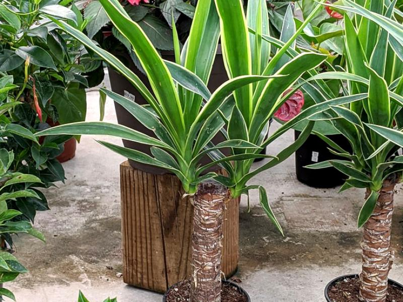 Reems Creek Nursery, Inc. - Yucca Cane Variegated 1Ppp 6"