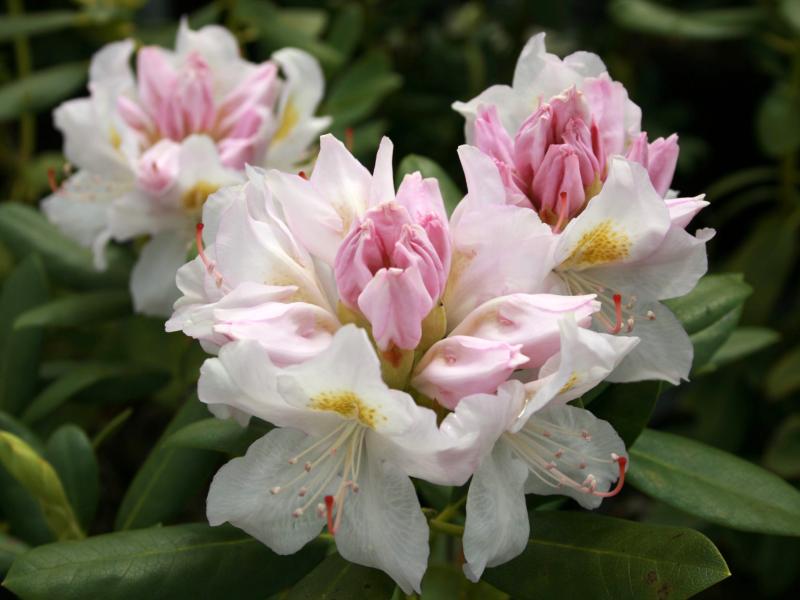 topfpflanze kleine rosa blten Rosa Fetthenne | Sedum