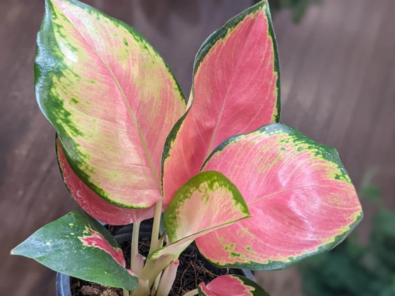 Reems Creek Nursery, Inc. - Aglaonema 'Pink Pearl' 4"