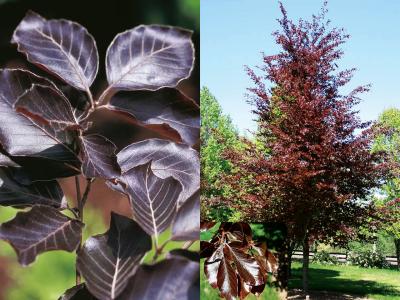 kriechendes schnpolster kaufen Callisia Repens 'Rosato'  Das Kriechende Schnpolster mit Rosa-Touch