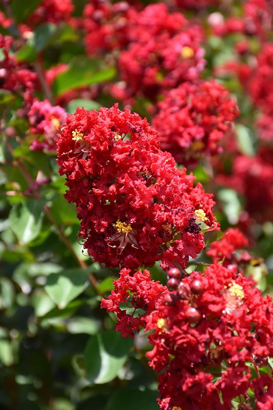 Reems Creek Nursery, Inc. - Lagerstroemia ‘Colorama Scarlet ...