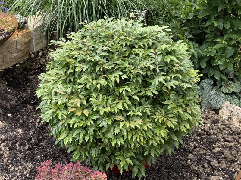 philodendron florida ghost vergrnt Philodendron 'Florida Ghost' Large