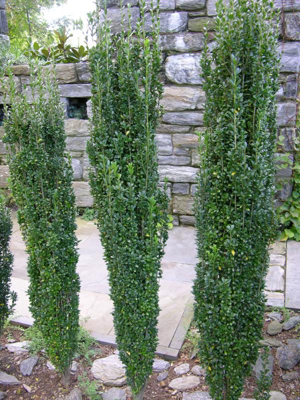 Reems Creek Nursery, Inc. - Ilex Crenata 'Sky Pencil' 1 Gal