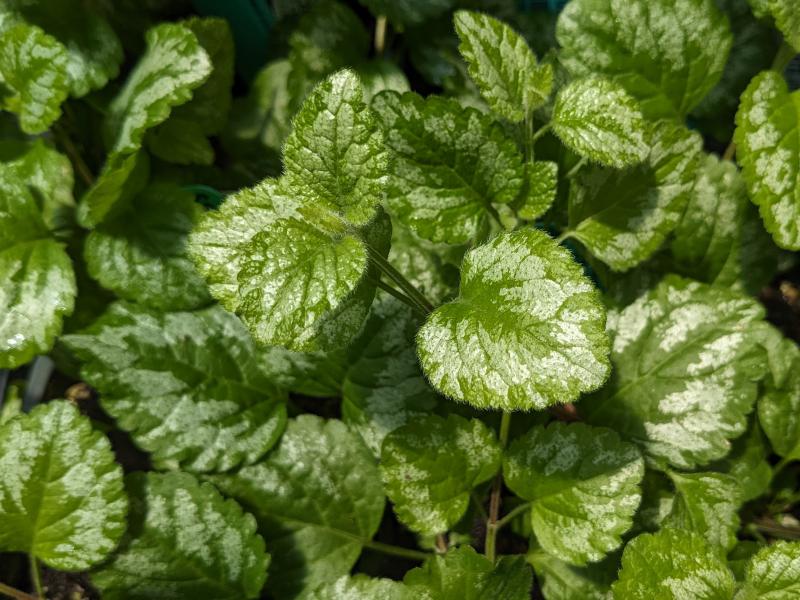 Lamium galeobdolon ‘Hermann’s Pride‘