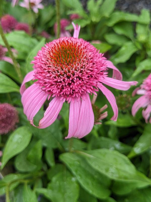 Echinacea Pur. ‘Pink Double Delight’ - Thumbnail 2
