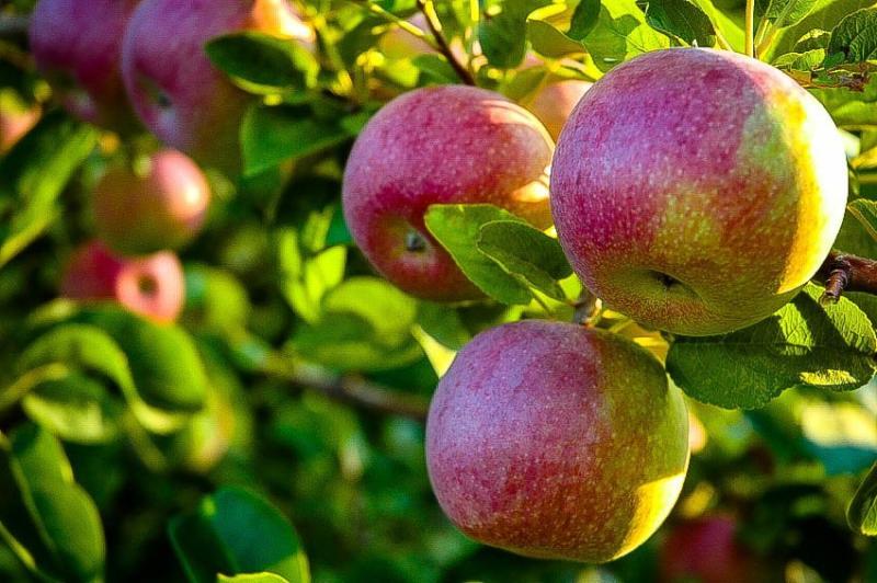 Semi-Dwarf McIntosh Apple Trees (Malus)