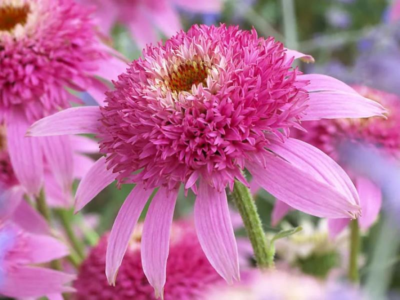 Echinacea Pur. ‘Pink Double Delight’