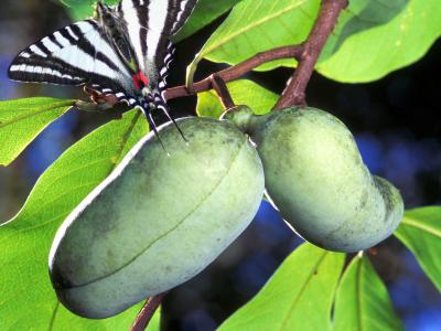 PAWPAW (ASIMINA) TRILOBA PAWPAW 3 GAL.