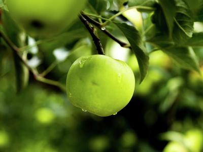 APPLE (MALUS) 'MUTSU CRISPIN' SEMI-DWARF 7 GAL.