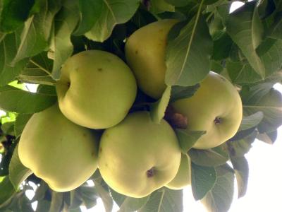 APPLE (MALUS) 'YELLOW TRANSPARENT' SEMI-DWARF 7 GAL.