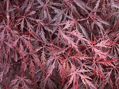 ACER PALMATUM DISSECTUM 'TAMUKEYAMA' 1 GAL