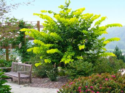 CERCIS CANADENSIS 'HEARTS OF GOLD' 15 GAL