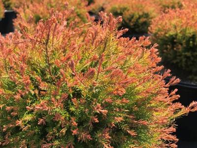 thuja smaragd wurzelware Thuja 
