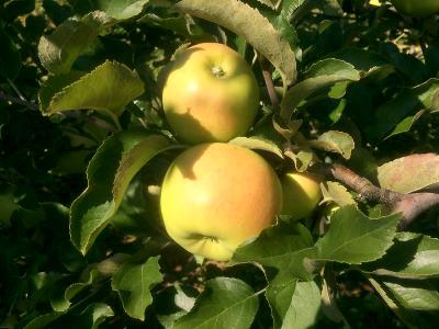 APPLE (MALUS) 'GRIMES GOLDEN' SEMI-DWARF 7 GAL.