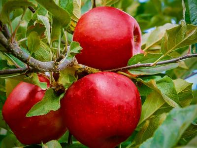 APPLE (MALUS) 'EMPIRE' SEMI-DWARF 7 GAL