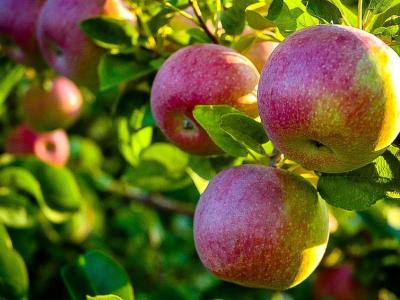APPLE (MALUS) 'MCINTOSH' SEMI-DWARF 7 GAL